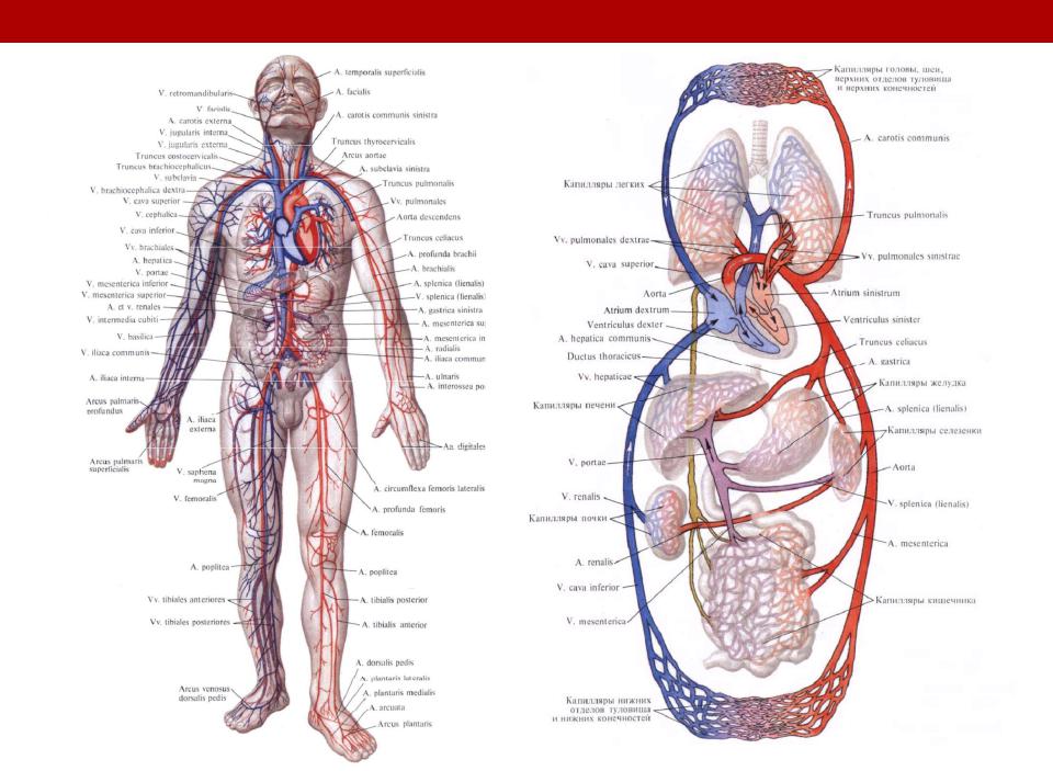 File:Venous system pl.svg - Wikipedia