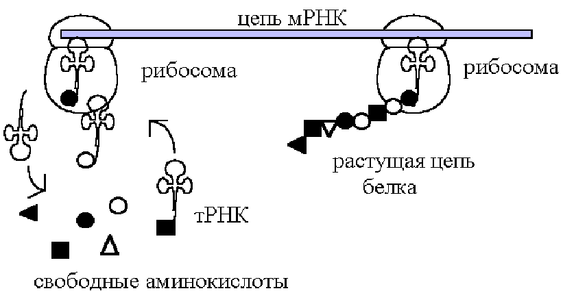 Синтез полипептидной цепи в рибосомах. Сборка полипептидной цепи на рибосоме. Сборка полипептидной цепи. Синтез полипептидной цепи на рибосоме схема. Схема синтеза полипептидной цепи.