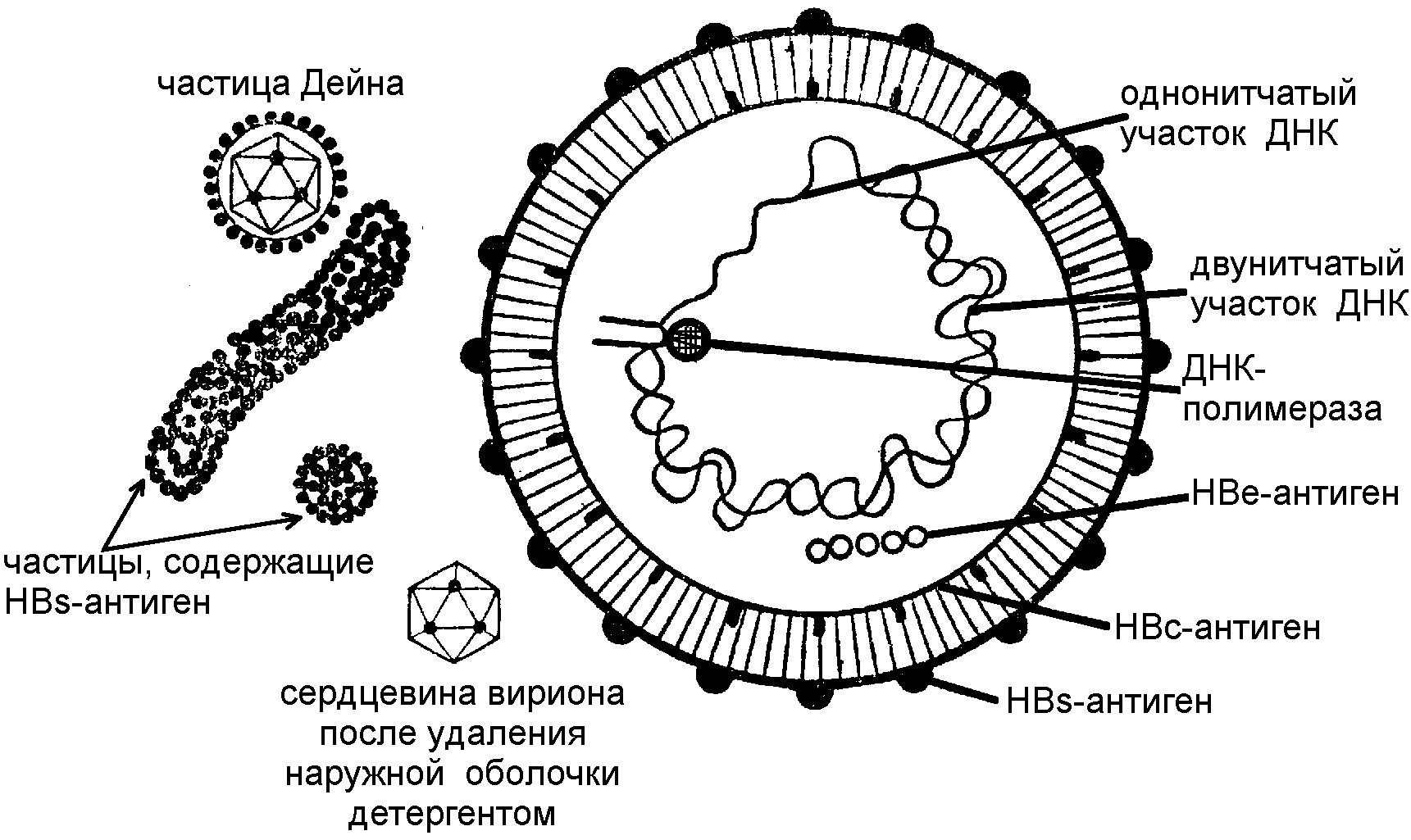 Поражаемые структуры гепатита в