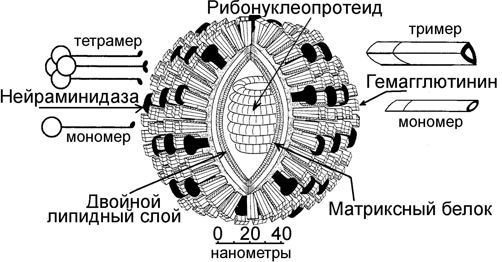 Грипп структура. Структура вириона ортомиксовирусов. Строение вириона вируса гриппа. Ортомиксовирусы микробиология строение. Схематическая структура вируса гриппа.