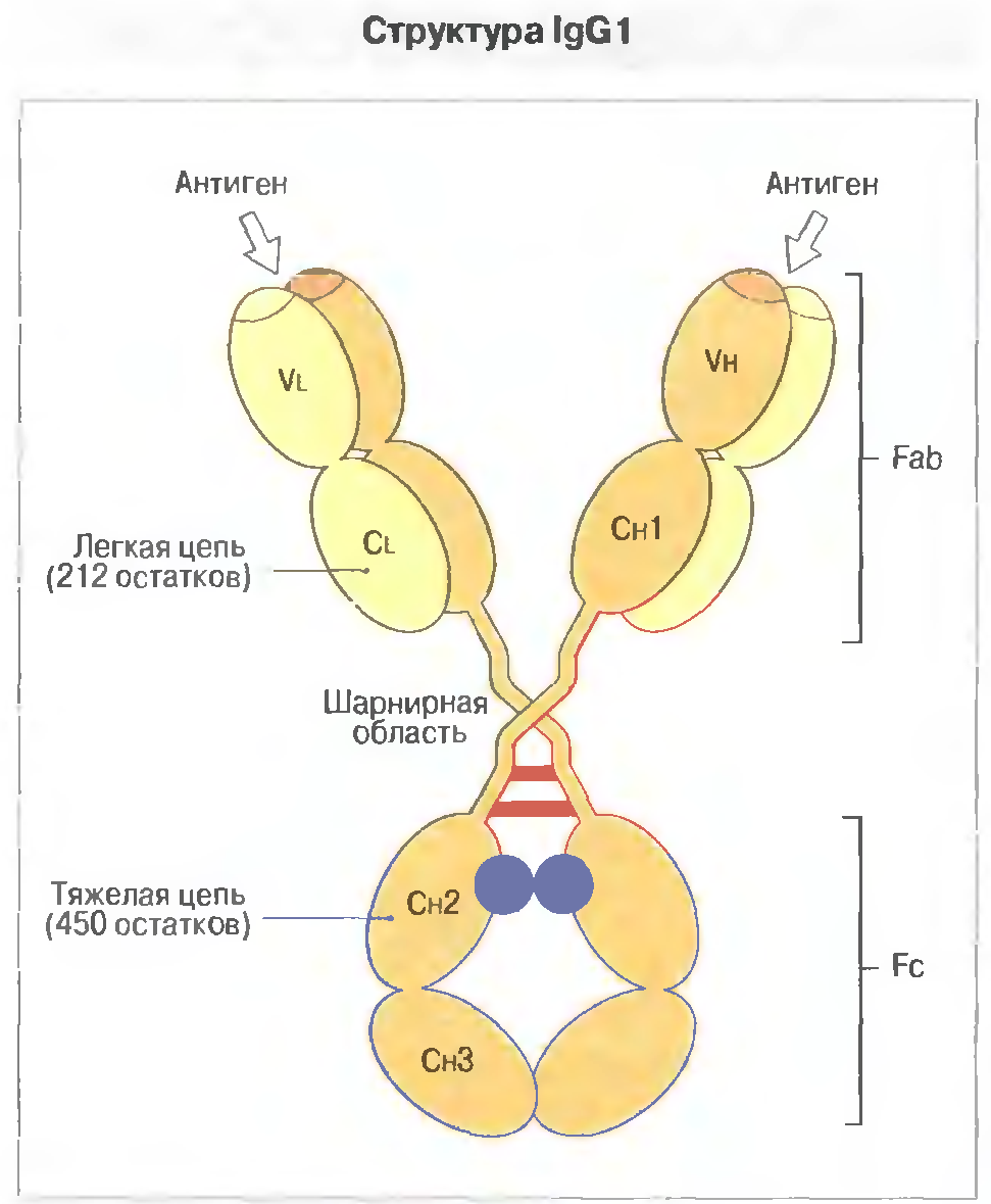 Иммуноглобулинов класса igg. IGG иммуноглобулин. Структура антитела IGG. Иммуноглобулин класса g строение. IGG антитела строение.