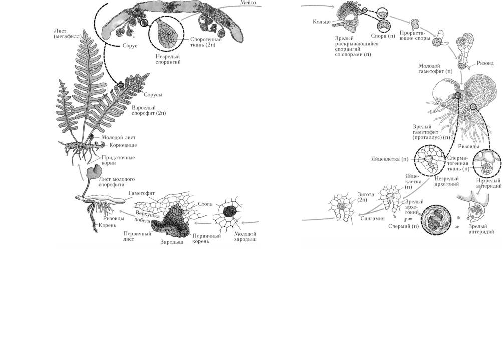 Цикл размножения папоротников. Жизненный цикл развития папоротника.