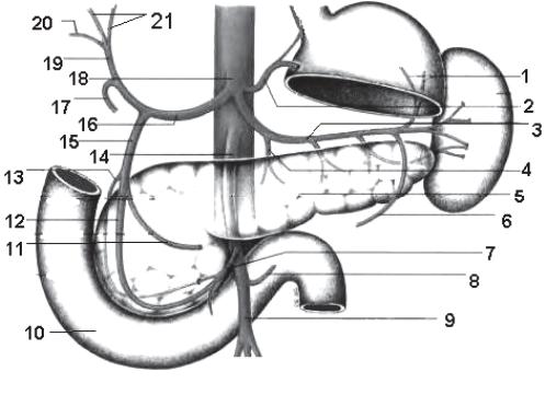 Чревный ствол и его ветви. Чревный ствол анатомия. Чревный ствол анатомия его ветви. Truncus Coeliacus (чревной ствол). Ветви чревного ствола схема.