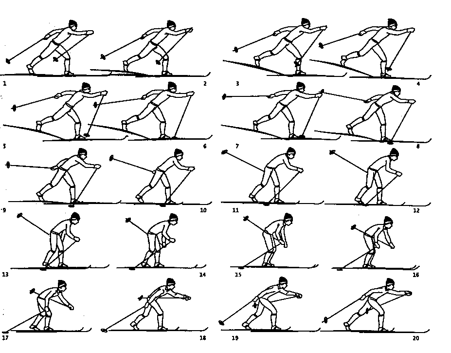 Цикл двухшажного хода. 1. Попеременный двухшажный ход. Попеременный двухшажный ход техника. Попеременный двухшажный ход на лыжах техника. Техника лыжных ходов попеременный ход.