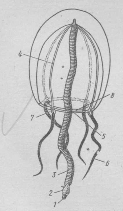 Кольцевой канал. Гидромедуза Сарсия. Строение гидромедузы. Нервная система гидроидных. Строение гидроидной медузы ротовой стебелек.