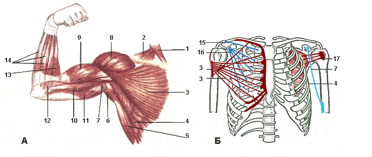 Мышцы плеча спереди анатомия