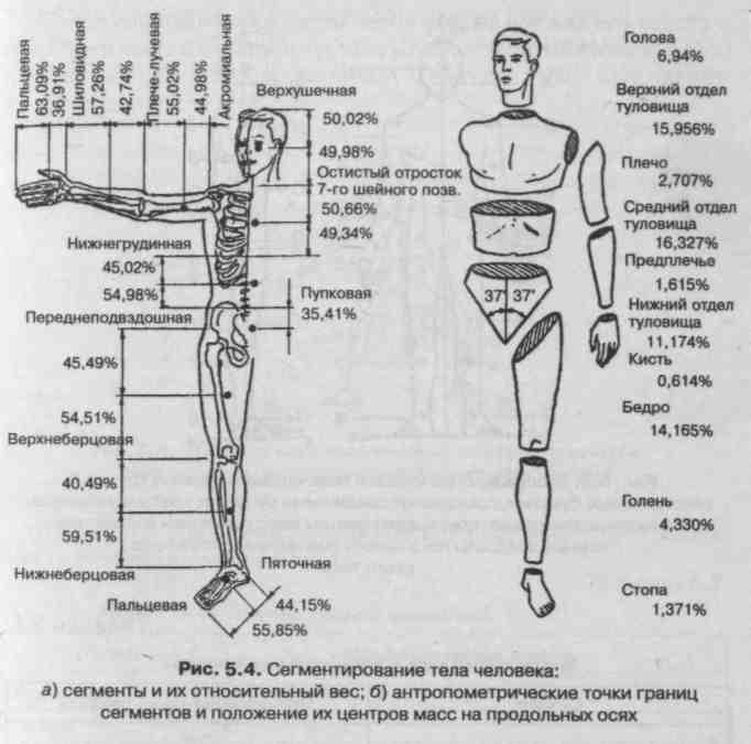 Как определить положение человека. Анатомическая характеристика положений тела. Центр массы тела человека. Общий центр масс тела человека. Масса сегментов тела человека.