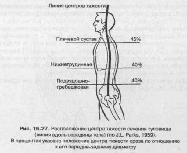 Передне задний диаметр руки. Линия положения тела. Равновесие тела человека. Отвесная линия центра тяжести. Общий центр тяжести человека.
