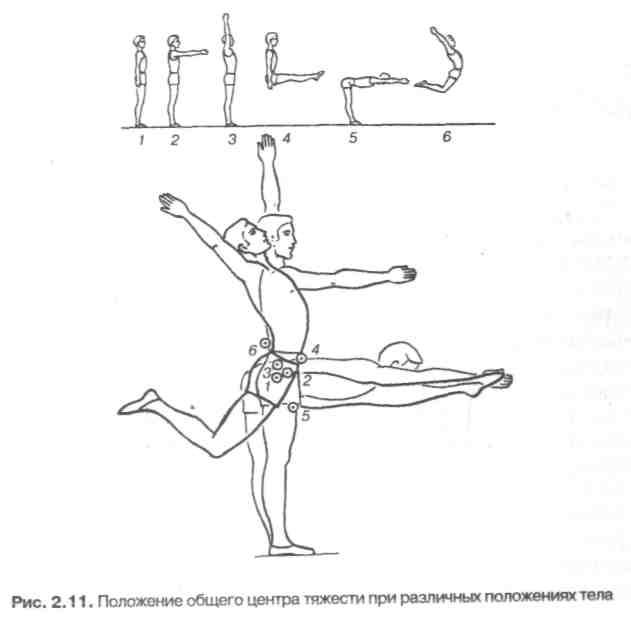 Центр тяжести человека. Общий центр тяжести тела человека. Оцт тела человека это. Оцт в разных положениях тела. Угол устойчивости тела человека.