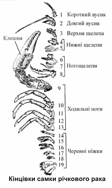 Функции конечностей рака. Какой Тип членистоногих имеет 4 пары ходильных ног. Мормыш сколько ходильных конечностей.