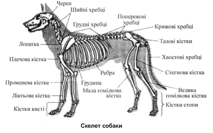 Внутренний скелет главный. Скелет собаки с названием костей. Ссавців. Скелет собаки сидя. Будовазуба ссавця.