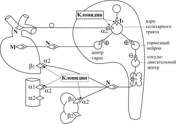 Тракт центр. Механизм антигипертензивного действия клонидина. Механизм действия лидокаина схема. Механизм действия клонидина солитарный тракт. Механизм гипотензивного действия клонидина.