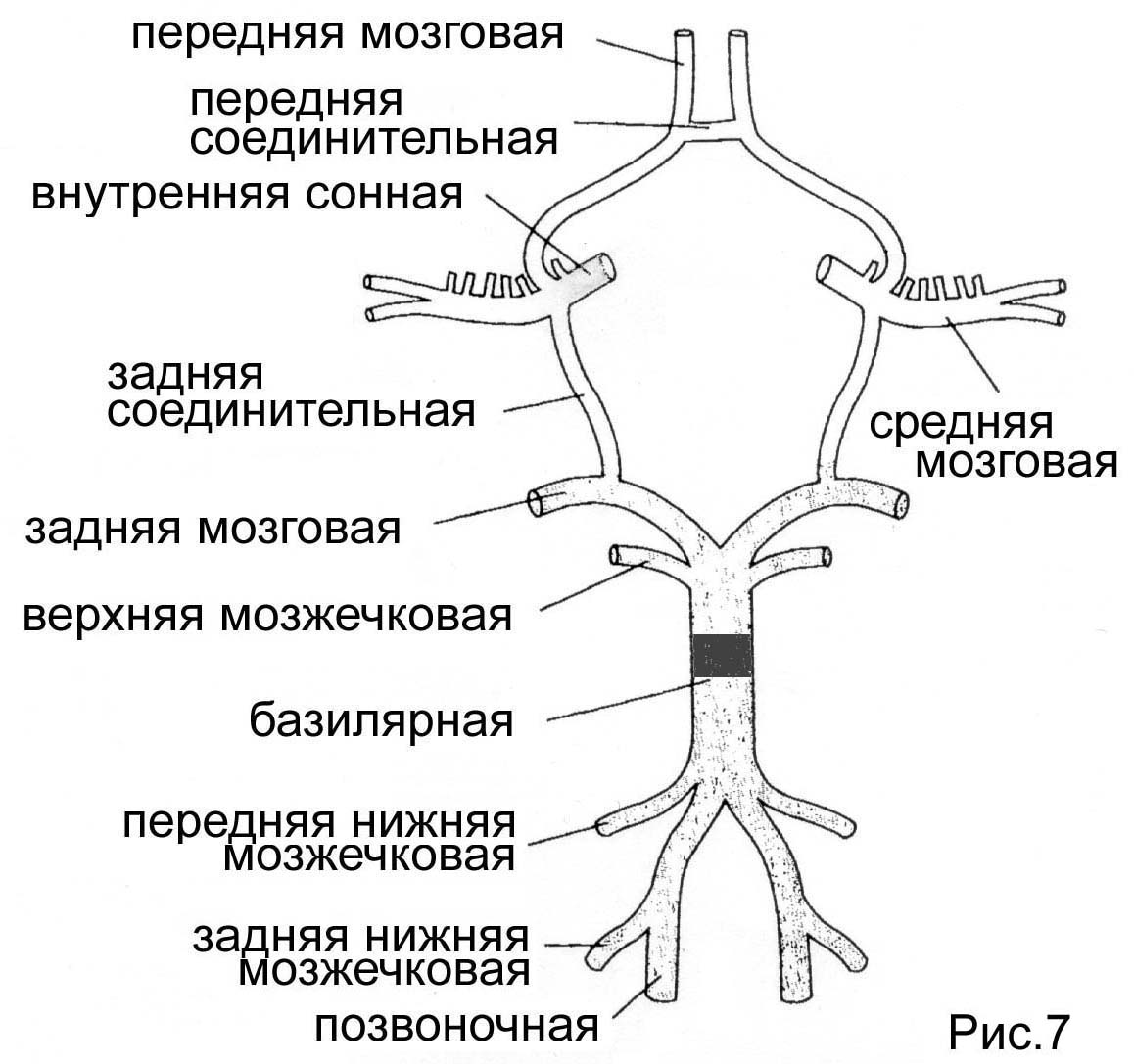 Артерии круг головного мозга. Схема артериального круга головного мозга. Артерии мозга Виллизиев круг. Мозговые артерии Виллизиев круг. Виллизиев круг анатомия схема.