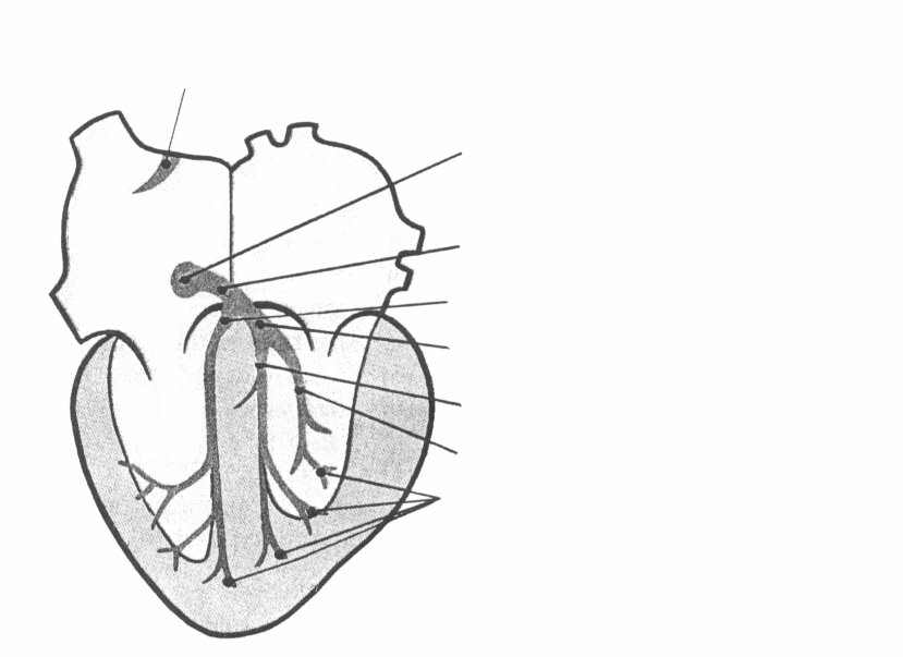 Слепое сердце это. Проводящая система сердца. Схема проводящей системы сердца. Проводящая система сердца рисунок. Проводящая система сердца без надписей.
