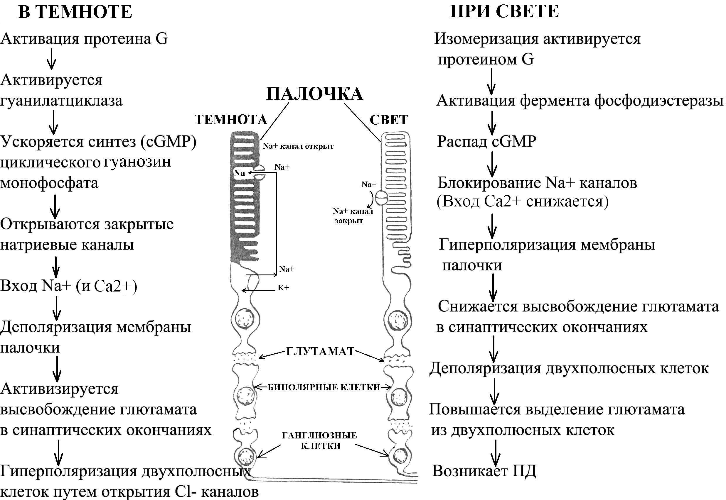 Схема зрительного цикла биохимия