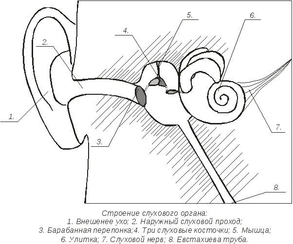 Строение слухового аппарата рисунок