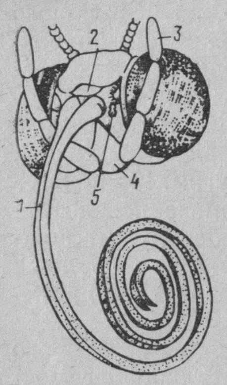 Ріжучо-сисний ротовий апарат. Для вивчення ріжучо-сисного ротового апарата  використовують самок ґедзів (рис. 8).