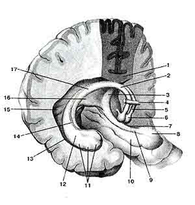 Свод 4 буквы. Гиппокамп и мозолистое тело. Свод мозга анатомия. Гиппокамп головного мозга анатомия. Гиппокамп атлас мозга.