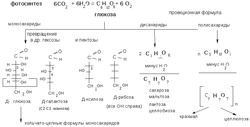 Почему глюкозу относят к соединениям с двойственной. Классификация углеродов в формулах. Классификация моносахаридов биохимия. Классификация углеводов биохимия схема. Классификация углеводов моносахариды.