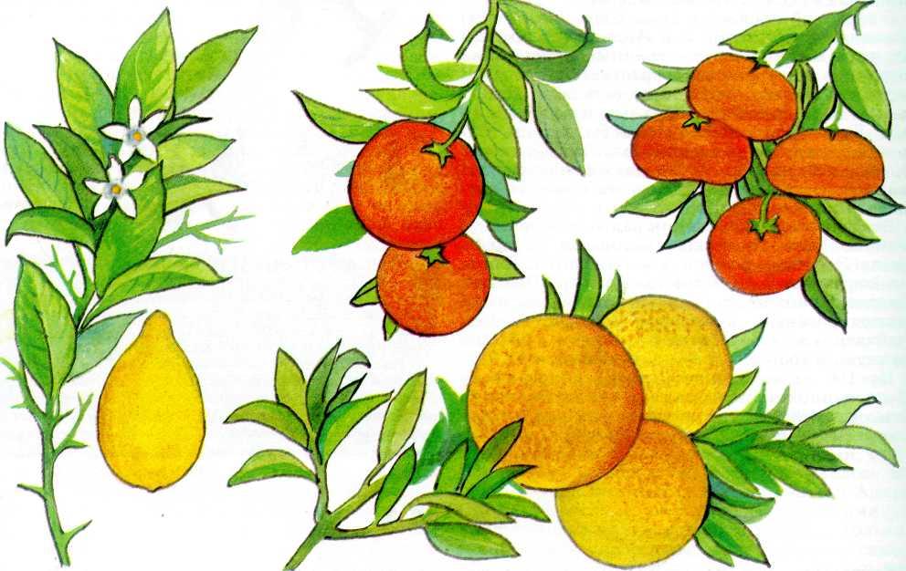 Мандарин графика. Мандариновое дерево рисунок. Апельсиновое дерево для детей. Мандарин рисунок для детей. Апельсин задания для детей.