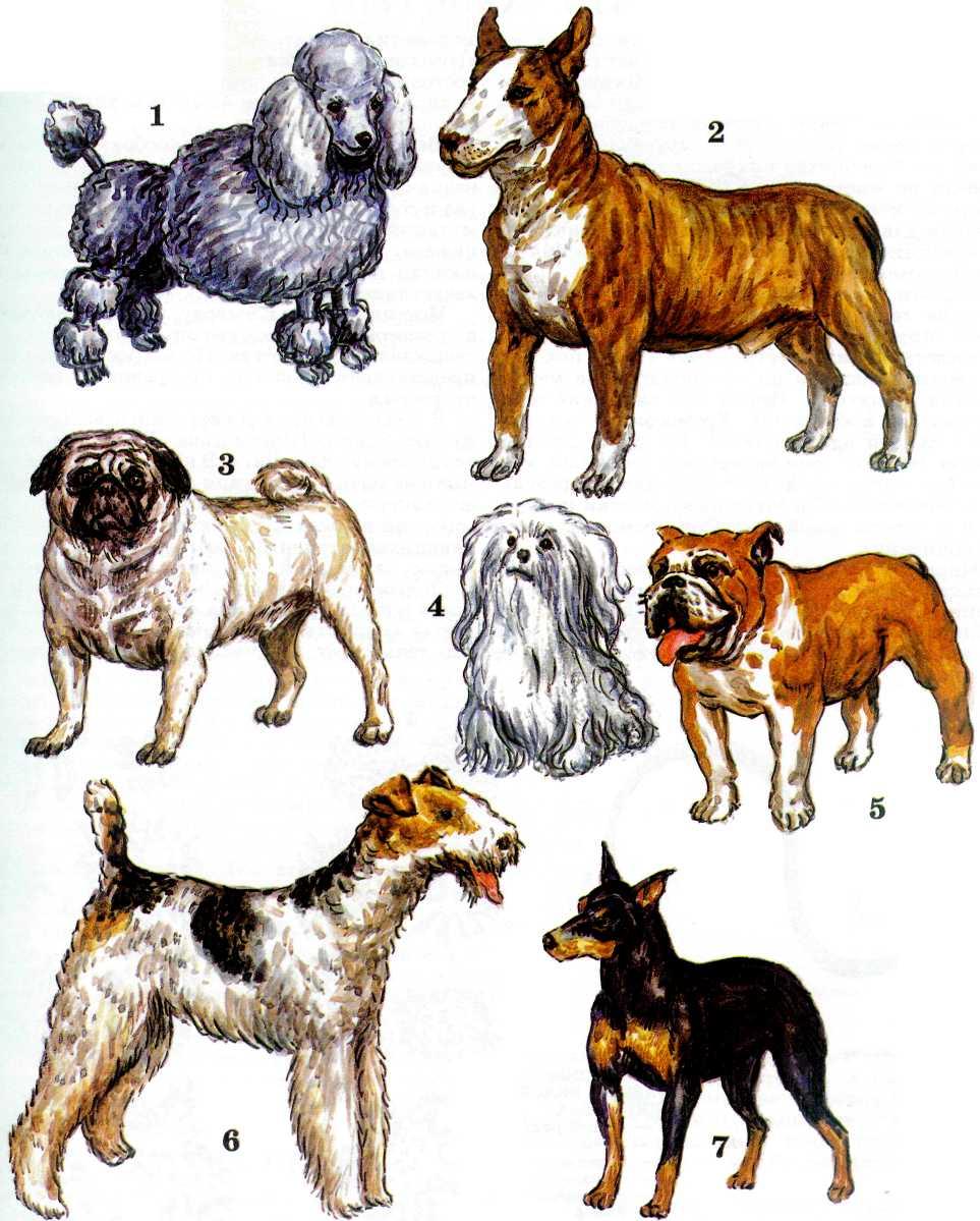 Национальность собаки. Разные собаки. Разнообразные породы собак. Породистые породы собак. Разные собаки разных пород.