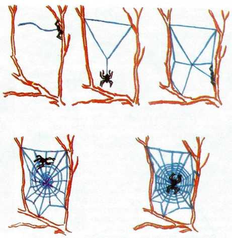 Паук сплел паутину как показано на рисунке. Схема плетения паутины пауком. Как паук плетет паутину. Как паук плетет паутину для детей. Поэтапное плетение паутины.