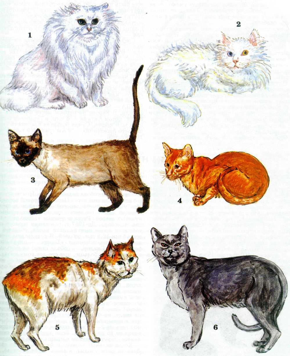 5 типов кошек. Породы домашних животных кошки. Тип кошки биология. Битва пород домашние животные. Отличие хищных кошачьих.