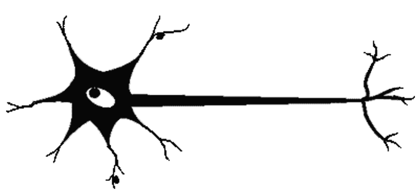 Короткие отростки аксоны сильно. Схема биологического нейрона. Нервная клетка Нейрон. Нейроны чб. Строение нервной клетки на черном фоне.