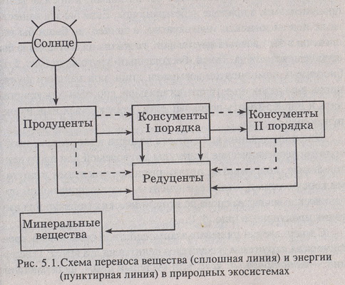 Нарисуйте схему передачи энергии в пищевых цепях