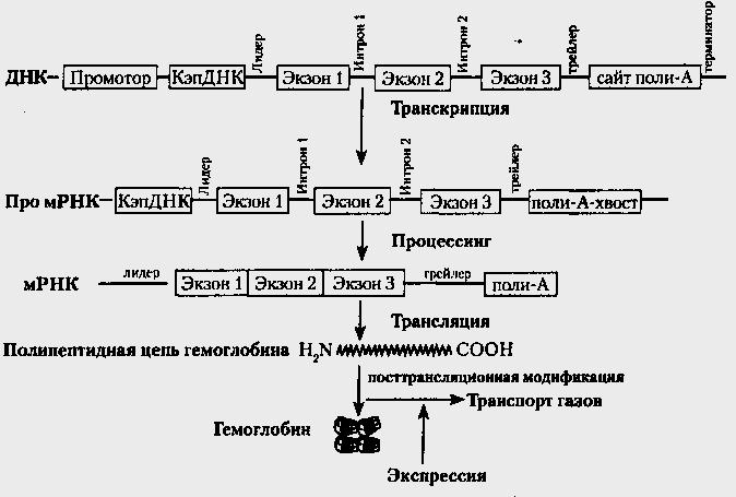 Уровни регуляции у эукариот