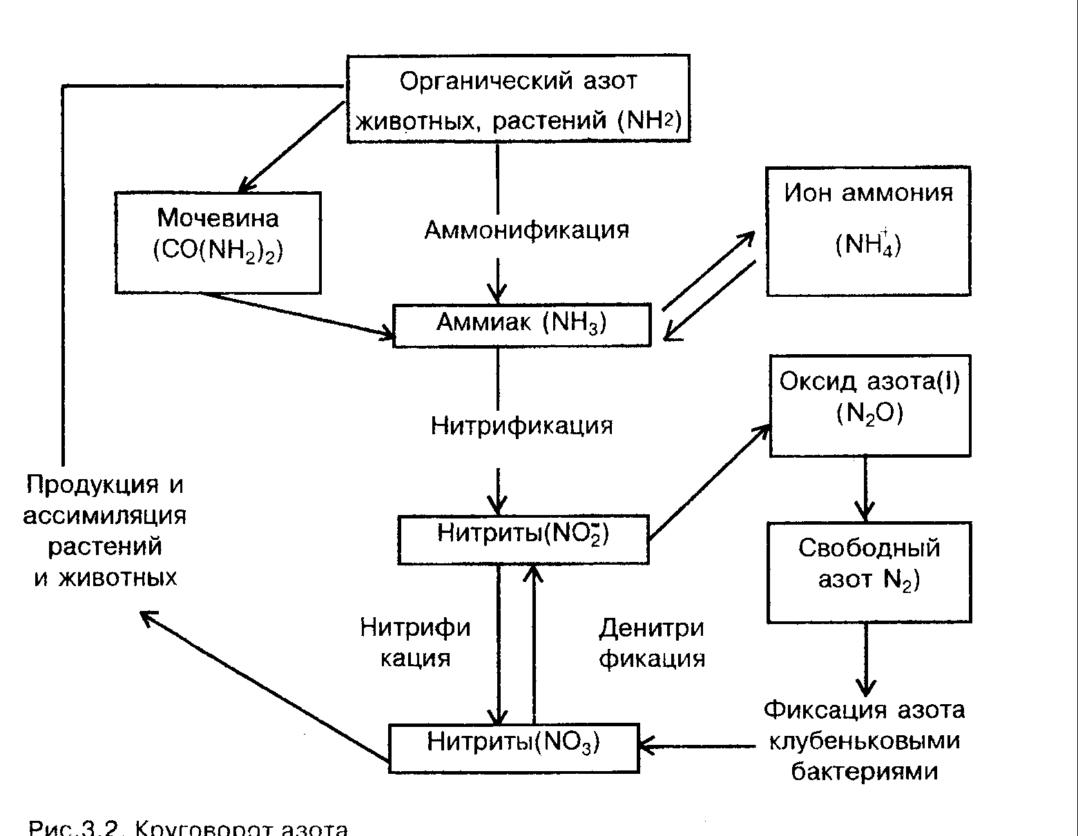 Аммонификация. Круговорот азота (по ф.Рамаду, 1981). Классификация бактерий фиксирующих атмосферный азот схема. Аммонификация в круговороте азота. Классификация бактерий фиксирующих атмосферный азот.