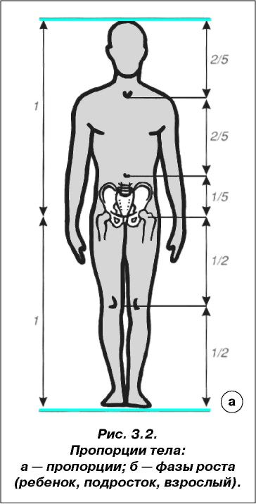 Длина ног мужчины. Пропорции тела человека. Пропорции туловища и ног. Соотношение ног и тела человека. Соотношение длины туловища ног и рук.