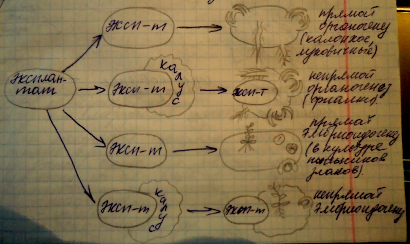 Клеточная инженерия