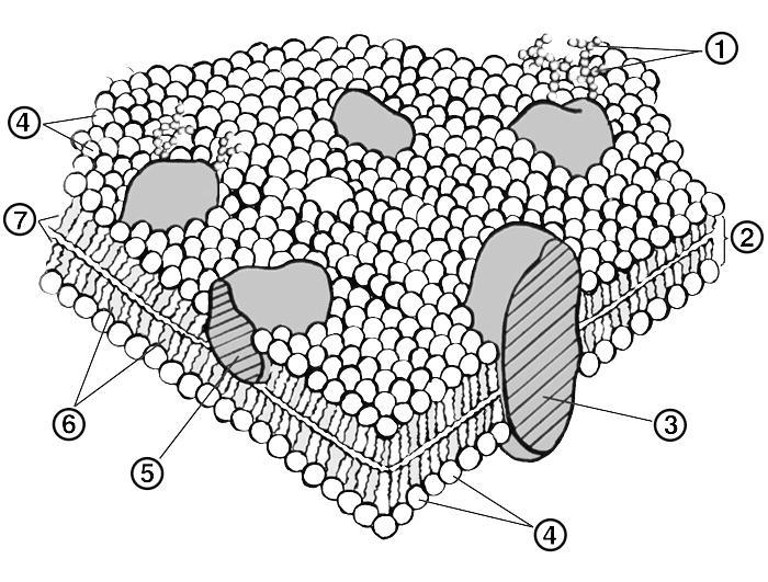 Плазматическая мембрана рисунок с подписями