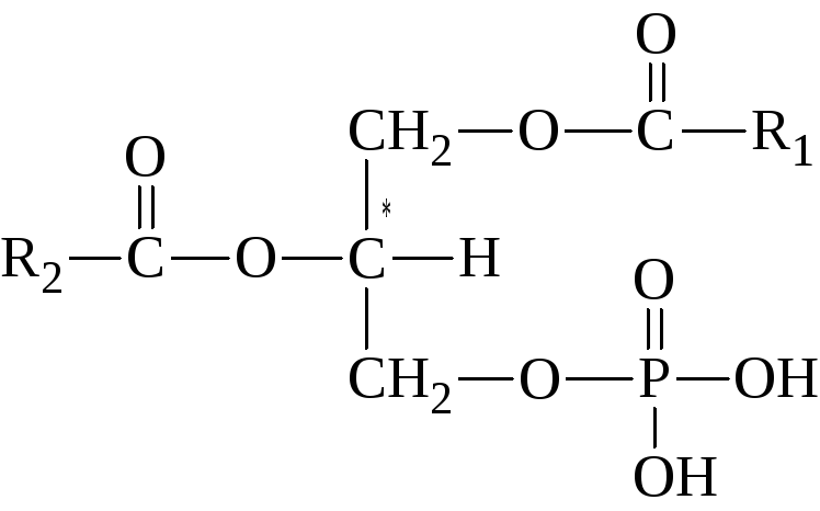 Схема образования триацилглицерина - 97 фото