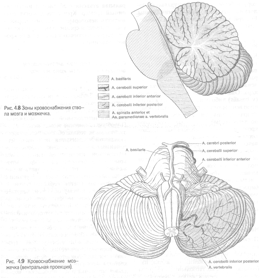 4 Мозжечок