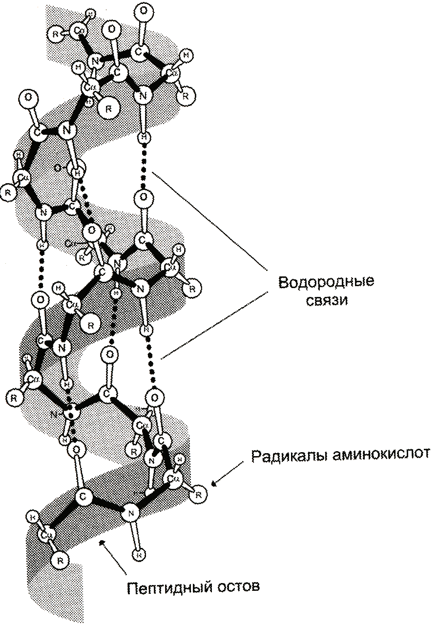 Белки соединение в цепи. Строение вторичной структуры белка. Белок первичная структура вторичная третичная. Вторичная структура белка связи. Структура белка пептидная цепь.