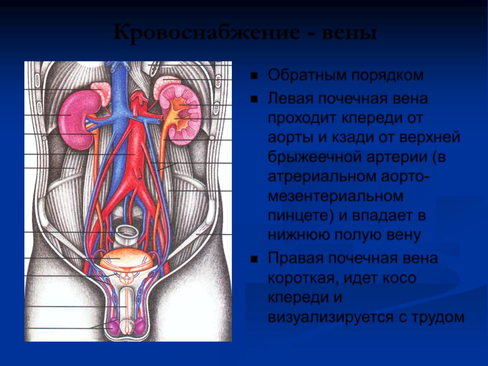 Артерия мезентериальный пинцет. Анатомия левой почечной вены. Почечные артерии анатомия.