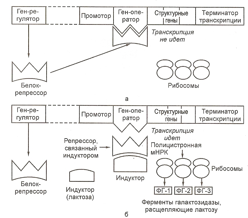 Gene Expression: Transcription, Splicing and Translation | Biology | JoVE