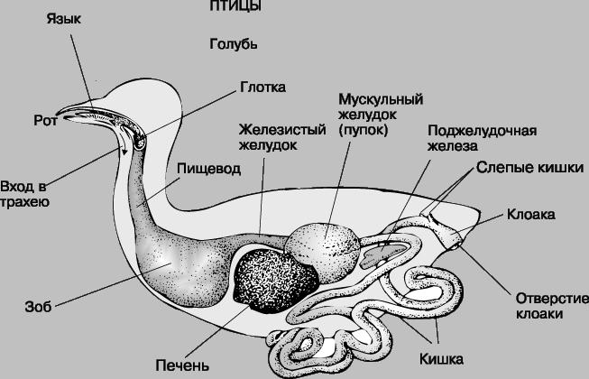 Схематический рисунок вскрытого голубя