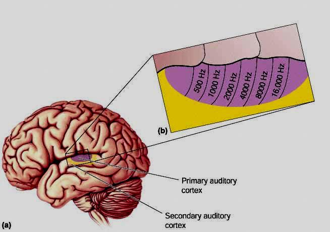 Слуховая зона коры головного мозга. Слуховая зона коры расположена.