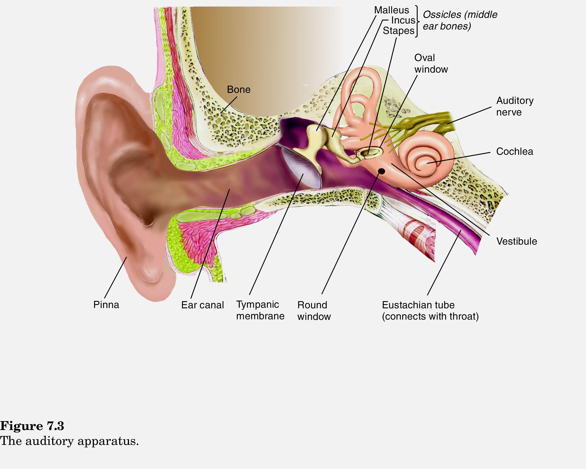 Среднее и внутреннее ухо