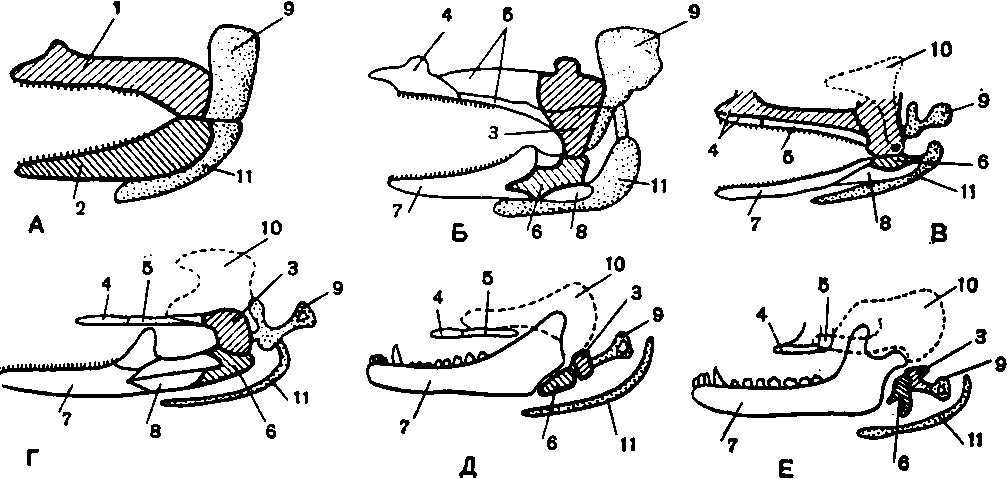 Появление челюстей у позвоночных. Филогенез висцерального черепа позвоночных. Эволюция двух первых висцеральных жаберных дуг позвоночных. Эволюция висцерального скелета позвоночных. Эволюция жаберных дуг у позвоночных животных.