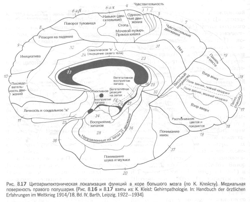 Локализация психических функций в мозге. К Клейст локализационная карта мозга. Локализация функций в коре Бродман. Карта локализации функций в коре головного мозга.