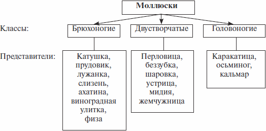 Биология 8 класс составьте таблицу классы моллюсков