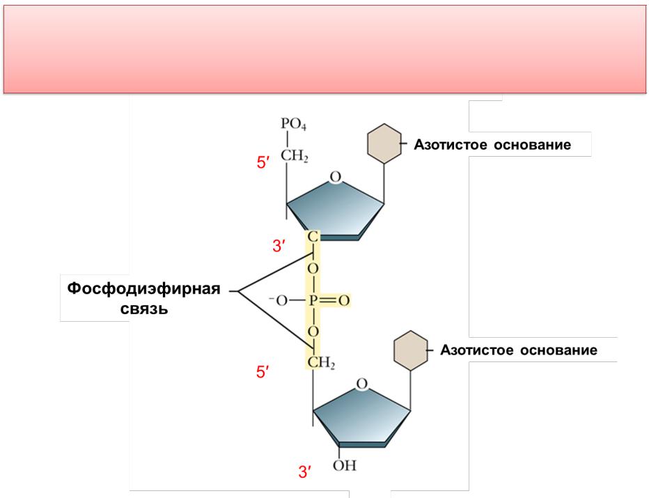 Азотистые основания днк и рнк