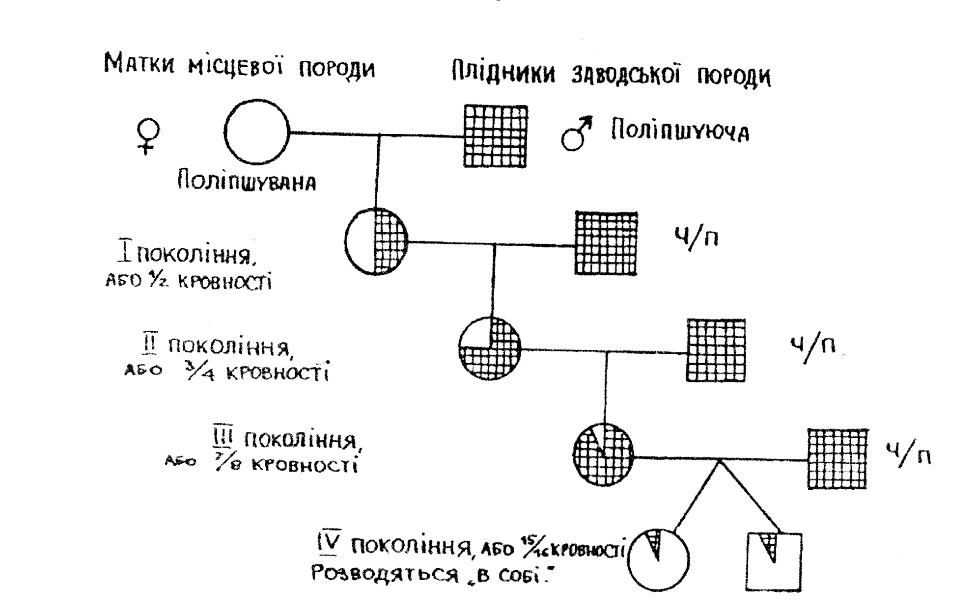 Мал. 4 Схема ввідного схрещування