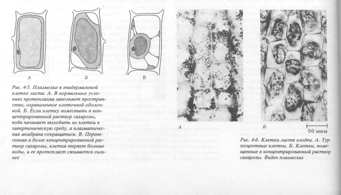 Плазмолиз и деплазмолиз в клетках. Типы плазмолиза растительной клетки. Плазмолиз растительной клетки рисунок. Клетки с разной формой плазмолиза и деплазмолиза. Плазмолиз в клетках элодеи.