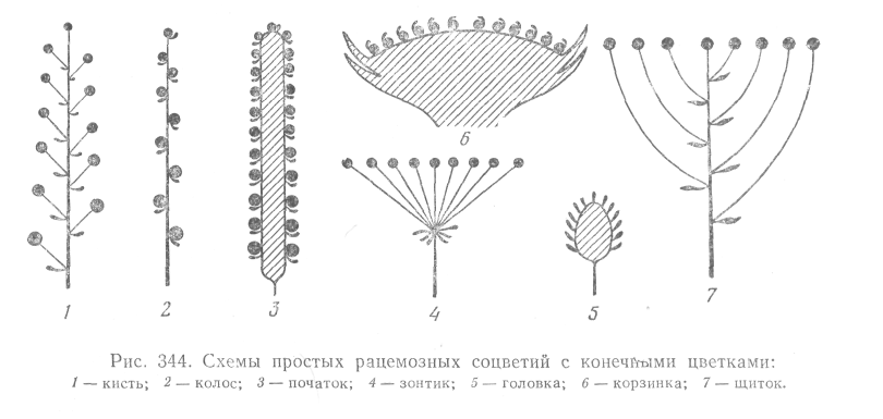 Каким номером на рисунке обозначено соцветие. Простые рацемозные соцветия. Типы простых рацемозных соцветий. Соцветие щиток схема. Соцветие корзинка схема.