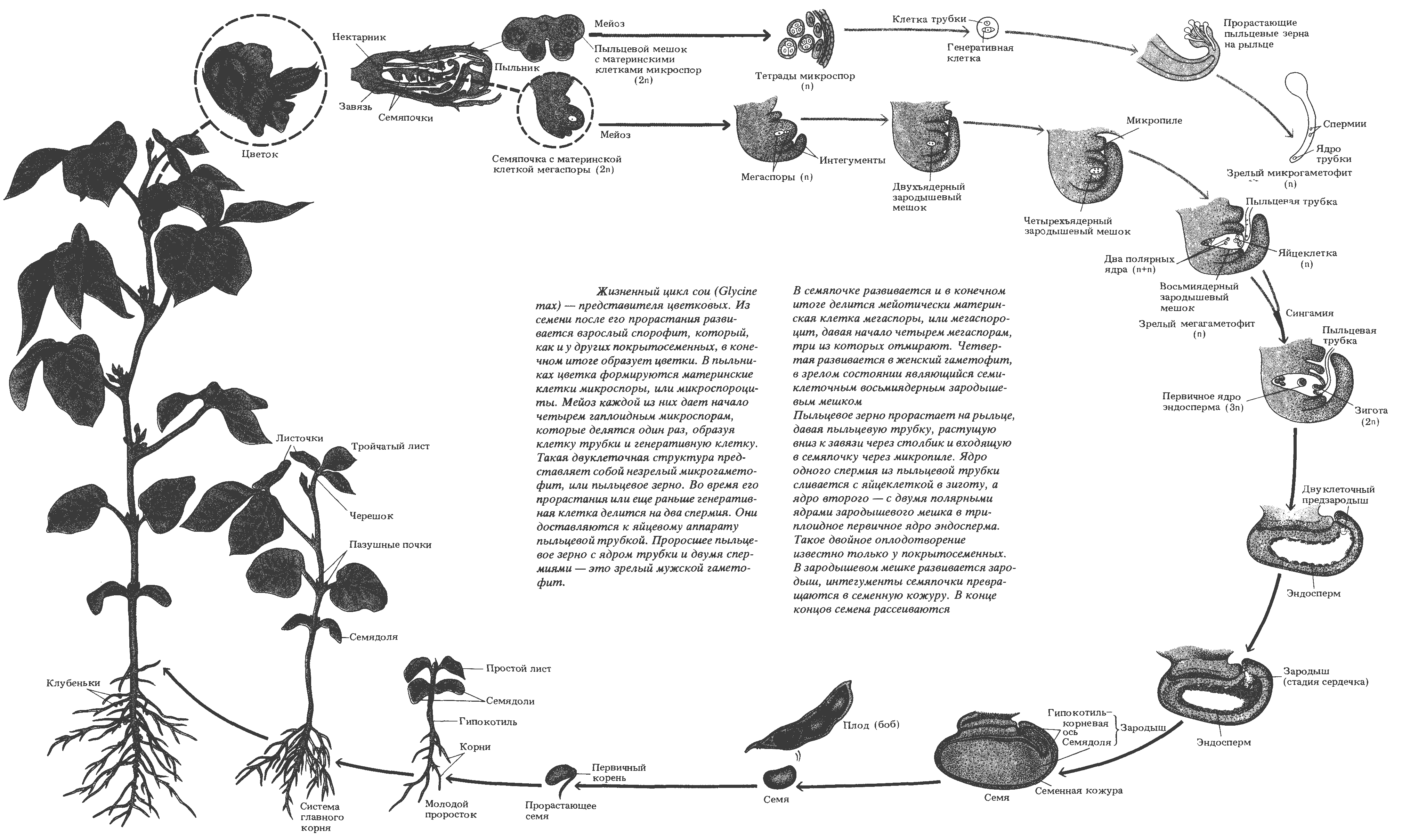 Прорастание вегетативной клетки в пыльцевую трубку. Жизненный цикл покрытосеменных растений схема. Жизненный цикл цветковых растений схема. Цикл развития покрытосеменных. Цикл развития покрытосеменных растений схема.